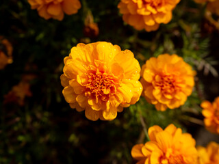 yellow chrysanthemum flower and blurred background
