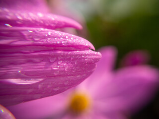 Macro shots. The pink petal of the cosmos flower and water drops.