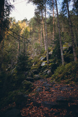 Ukrainian Carpathian Mountains During Fall