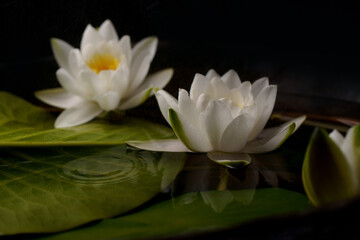 Fototapeta na wymiar Beautiful white water lily flower in the lake .Nymphaea reflection in the pond