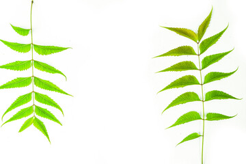 Azadirachta indica  neem leaves isolated on white background 
