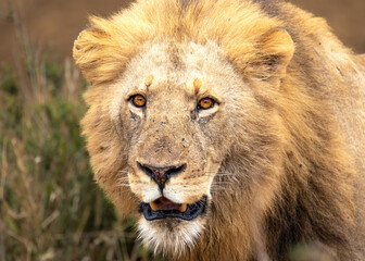 A lion's face close up
