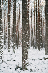 Fototapeta premium Magic of the winter forest. No people in the snow-covered countryside woods.