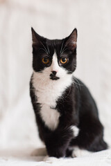 Beautiful black and white cat with yellow eyes is sitting on a white sofa