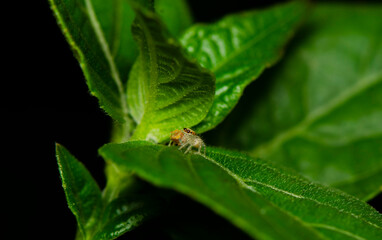 For photographer who is interested in nature. Macro Photography. Equipped with a digital camera and a 1:1 reproduction ratio macro lens, a world waiting to be discovered