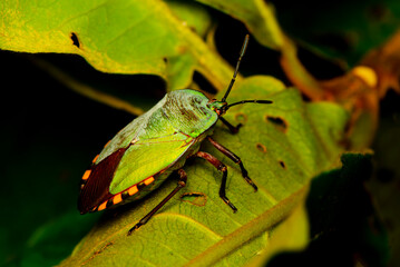 For photographer who is interested in nature. Macro Photography. Equipped with a digital camera and a 1:1 reproduction ratio macro lens, a world waiting to be discovered