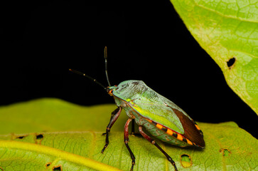 For photographer who is interested in nature. Macro Photography. Equipped with a digital camera and a 1:1 reproduction ratio macro lens, a world waiting to be discovered