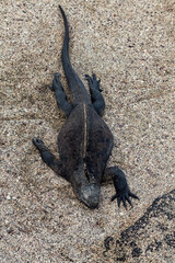 Galapagos Islands, Ecuador. Animals and nature of this fantastic holiday destinatuion.