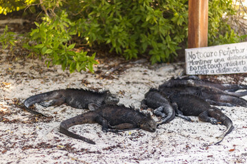 Galapagos Islands, Ecuador. Animals and nature of this fantastic holiday destinatuion.