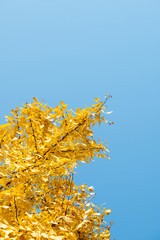 Ginkgo trees with yellow leaves close-up view against clear blue sky in autumn - 557669101