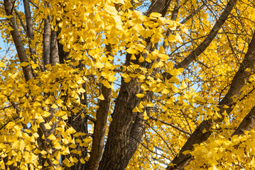 Ginkgo trees with yellow leaves close-up view against clear blue sky in autumn - 557669130