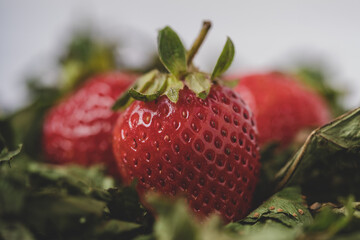 Fresh Organic Strawberries Closeup
