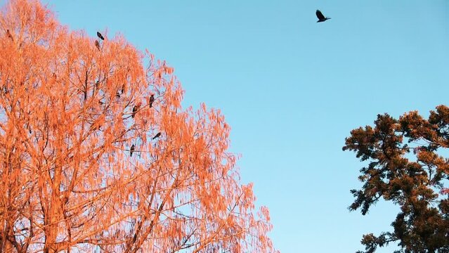 赤く染まった柳にとまるカラスの群れ
