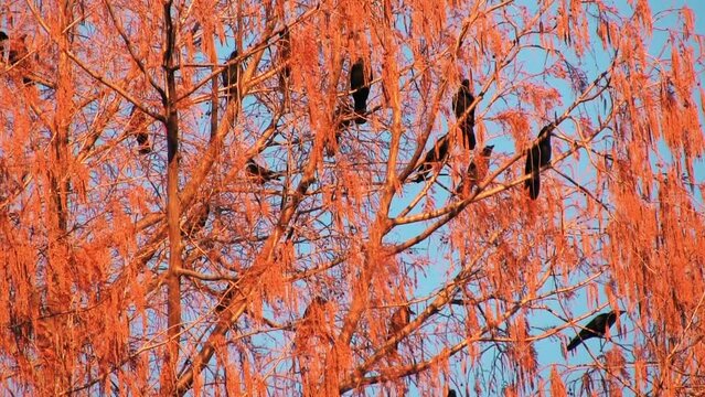 赤く染まった柳にとまるカラスの群れ　クローズアップ