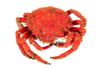 galician spider crab isolated on white background