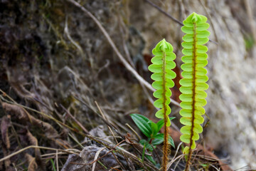 Flat Fern, Brake Fern, Beautiful and green with long blade
