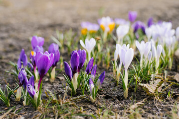 Spring, growing flowers, crocuses and reviving nature