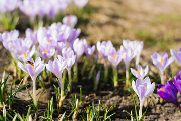 Beautiful lilac spring crocuses in the garden