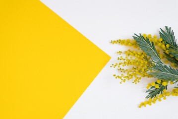 Creative greeting card for Mother's Day or Spring or Easter holiday. Mimosa branch on white-yellow...