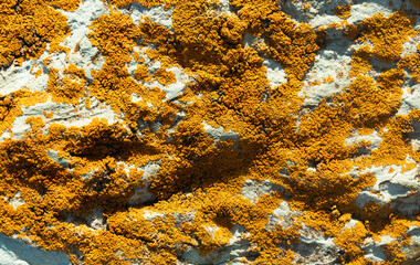 Detail of lichen on the stone. Lake Sevan, Armenia