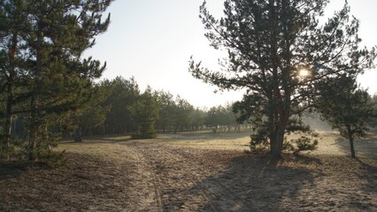 Morning forest landscape