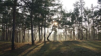 Morning forest landscape