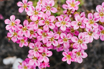 Naklejka na ściany i meble Blooming Saxifraga in spring in the garden