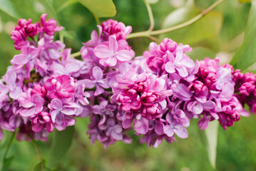 Blooming purple lilac flowers background, close up