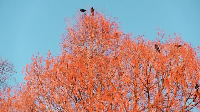 赤く染まった柳にとまるカラスの群れ