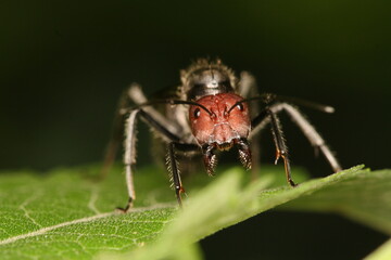 Macro Shot of a Thatching Ant