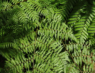 A fern fronds view from up in direct sunlight
