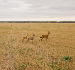 Family of does and roes running on the field