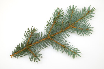 Fir branch on white background