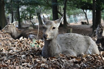木陰にたたずむ奈良の鹿