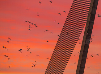 Birds flying in front of bridge metal suspensions and orange sunset background
