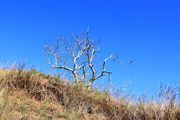 The plants in the Featherbed Nature reserve in Knysna on a beautiful summer's morning, South Africa