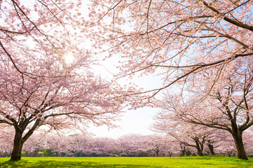 満開の桜と公園の風景