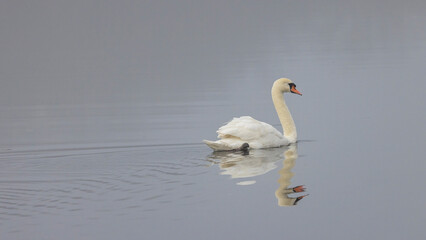 reflection of a mute swan on the calm water of a lake