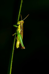 Seeing nature in a macro lens. Closeup Photography. Distinguish pest from pest control with enhanced enlargements of minute details