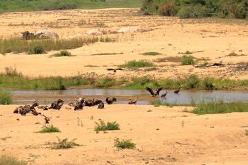 Fototapeta na wymiar Tawny Eagles on ground near waterhole in Kruger National park, South Africa ; Specie Aquila rapax family of Accipitridae