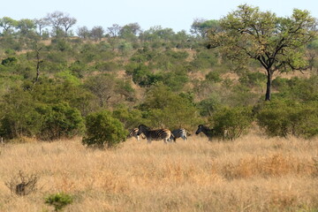 Fototapeta premium Cape Mountain Zebra (Equus zebra), Kruger National Park, South Africa.
