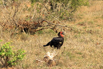 A Southern Ground Hornbill (Bucorvus leadbeateri), Kruger National Park, South Africa.