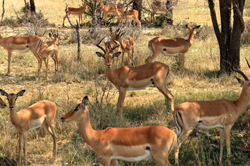 Herd of Impala in Kruger National Park in South Africa