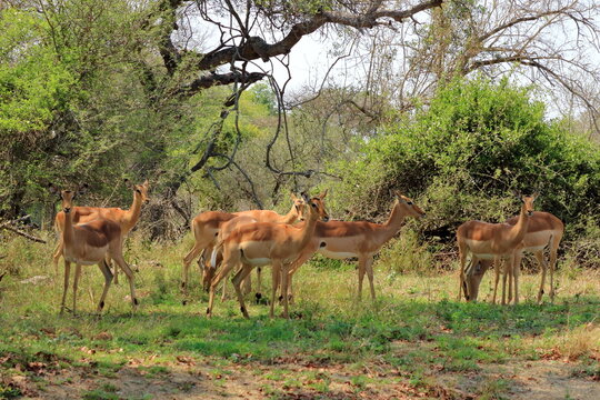 Herd of Impala in Kruger National Park in South Africa
