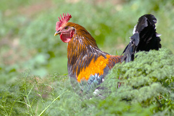 Gallo Peleón