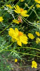 yellow flowers in the garden