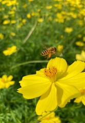 bee on flower