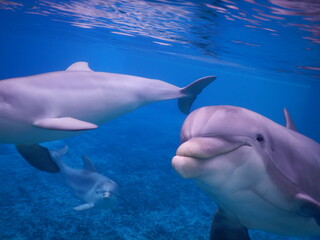 Naklejka premium Dauphins