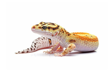 Eublepharis macularius red stripe closeup on isolated background