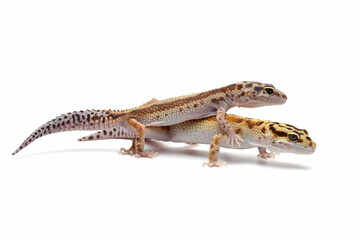 a pair of Eublepharis macularius red stripe closeup on isolated background